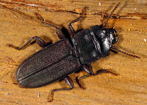 Flat beetle 