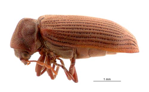 House borer