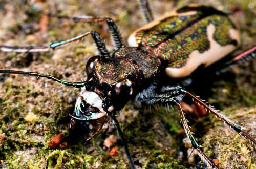 Tiger beetle