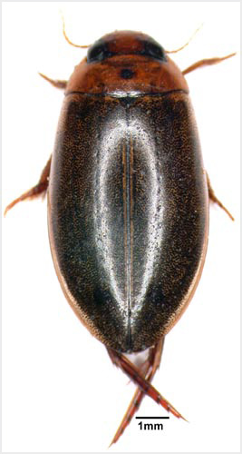 Diving beetle