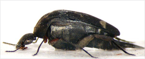 Pintail beetle