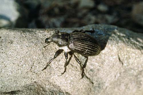 Speargrass weevil