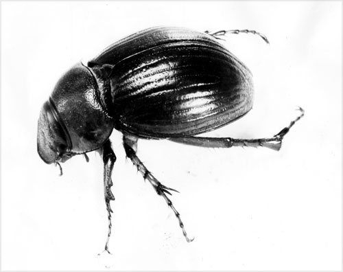 Cromwell chafer beetle 
