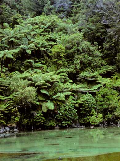 Rainforest 