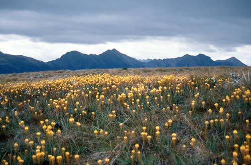 Tablelands, Kahurangi National Park