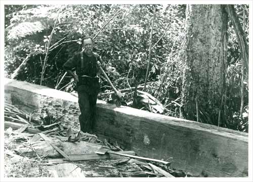 Man standing next to slab of cut timber in the bush