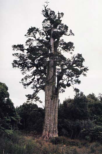 Large tree on a slope