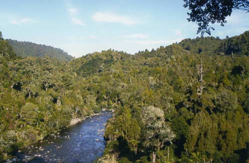 River surrounded by green bush