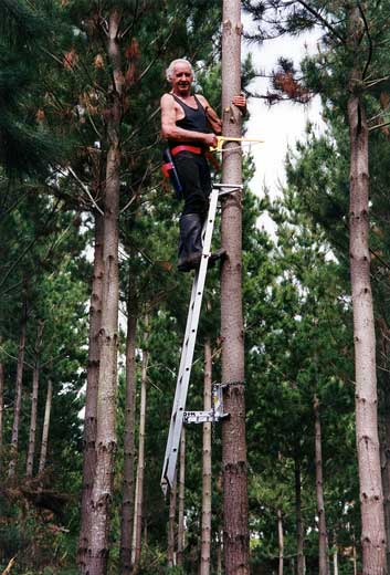Man in black singlet and handsaw looking down from the stop of a ladder leaned against a tree