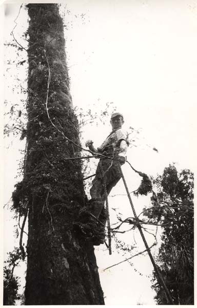 Man up a tree supported by ropes and harness
