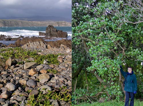 Taupata as a tree and a shrub