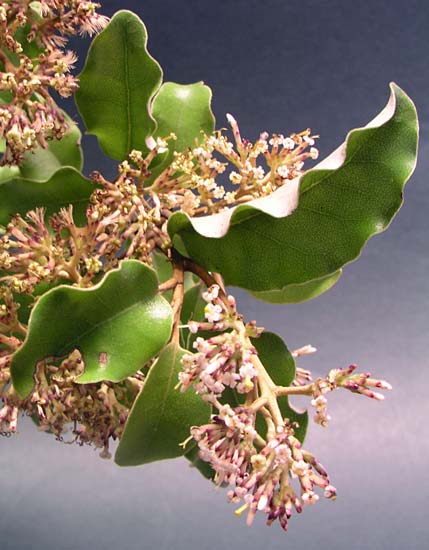 Adaptive leaf forms – leathery leaves 