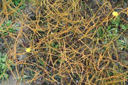 Scale-like leaves 