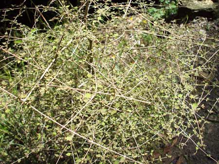 Leaves held within the plant 