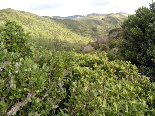 Broadleaved shrubland, Wright Hill, Wellington