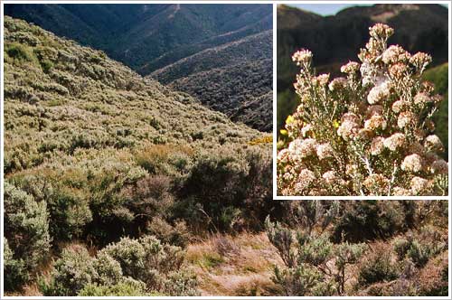Tauhinu shrubland, west Wellington