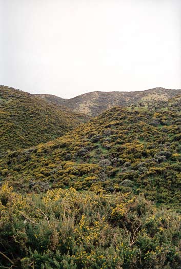 Gorse scrub, south Wellington