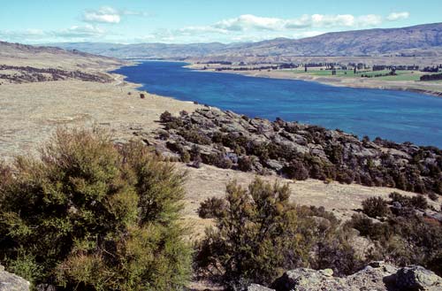 Kānuka woodland, Bendigo