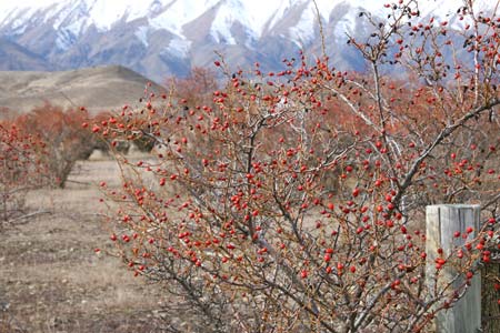 Sweet briar rosehips