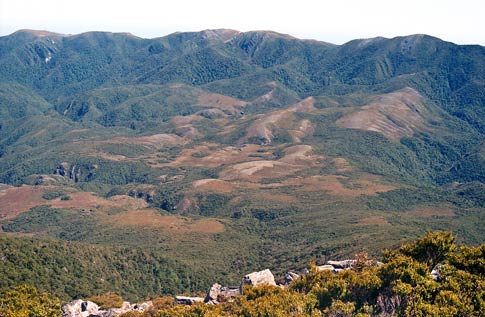 Tussock–shrublands, Kahurangi National Park