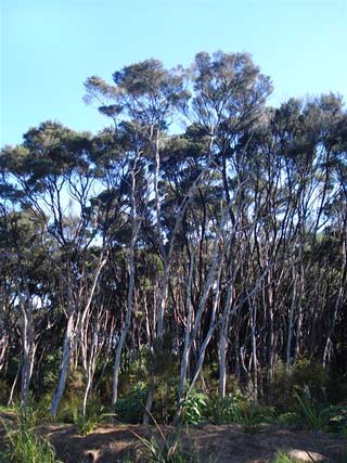 Gumland vegetation, Kaikino valley, Northland