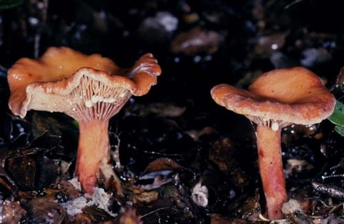Fungus associate of mānuka