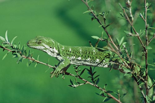 Marlborough green gecko on mānuka