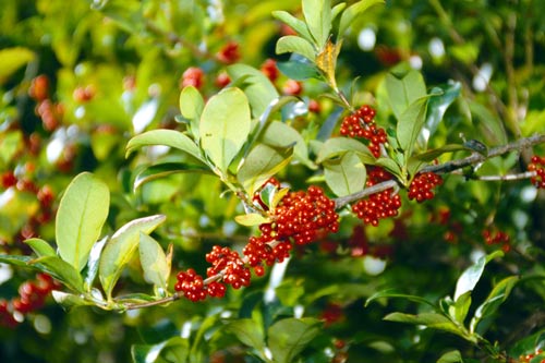 Karamū berries