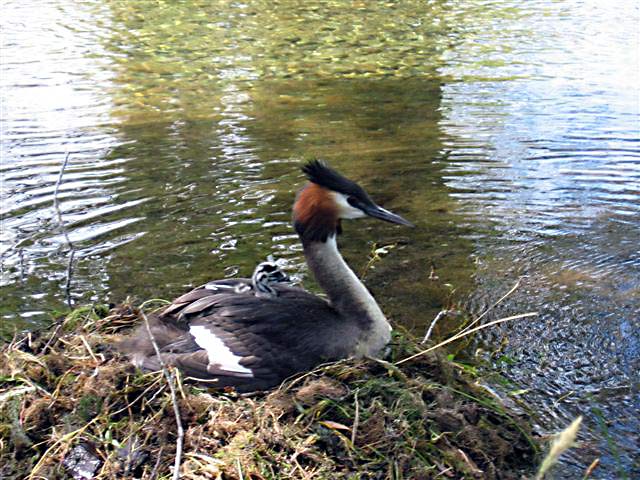 Australasian crested grebe nest