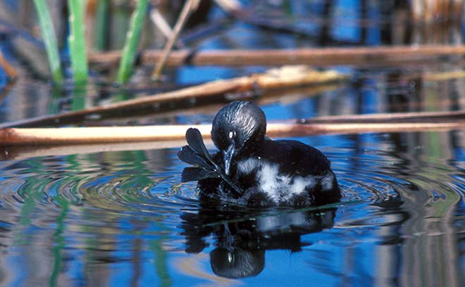 New Zealand dabchick preening
