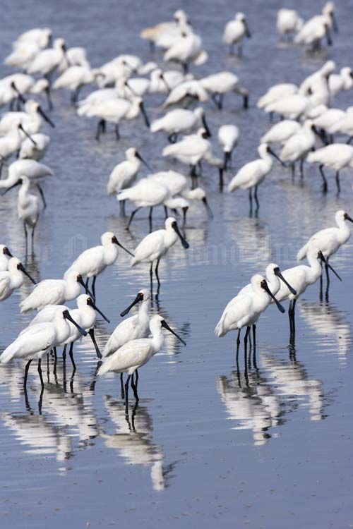 Royal spoonbills at Manukau Harbour