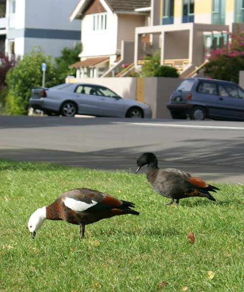 Paradise shelducks in town