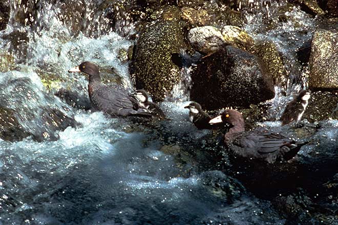 Whio in turbulent water