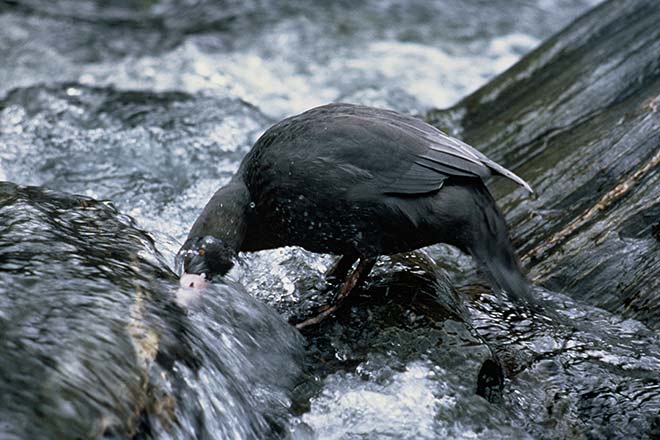 Whio (blue duck) feeding
