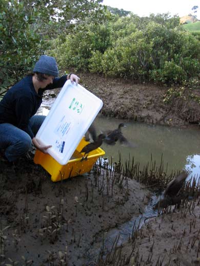 Releasing brown teal