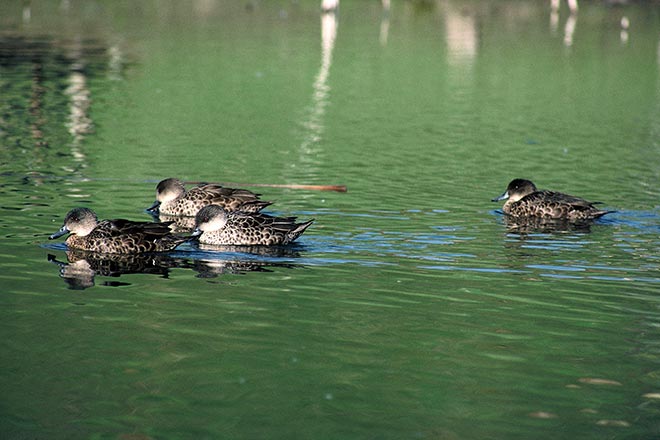 Grey teal