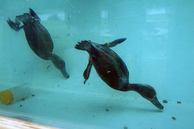 Scaup diving