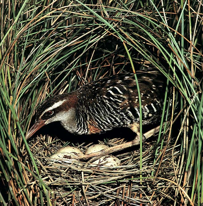 Banded rail on nest with eggs