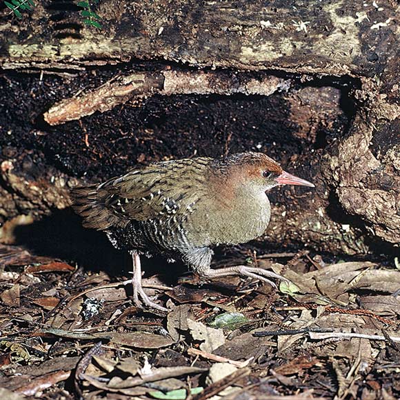 Auckland Island rail