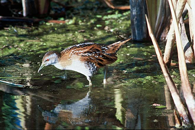 Marsh crake
