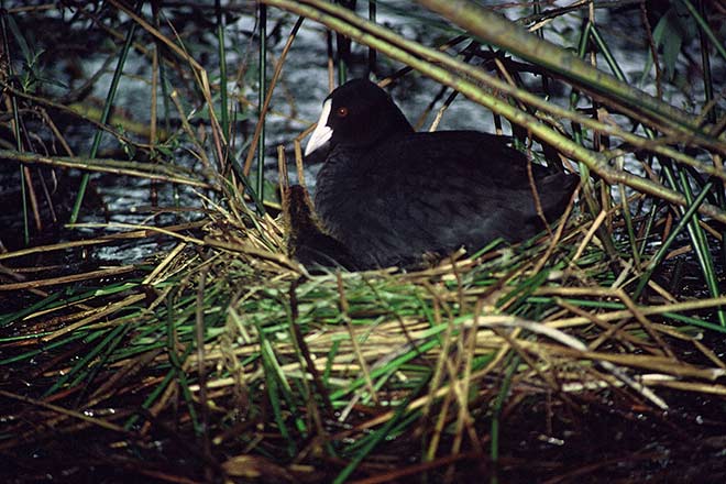 Australian coot on nest