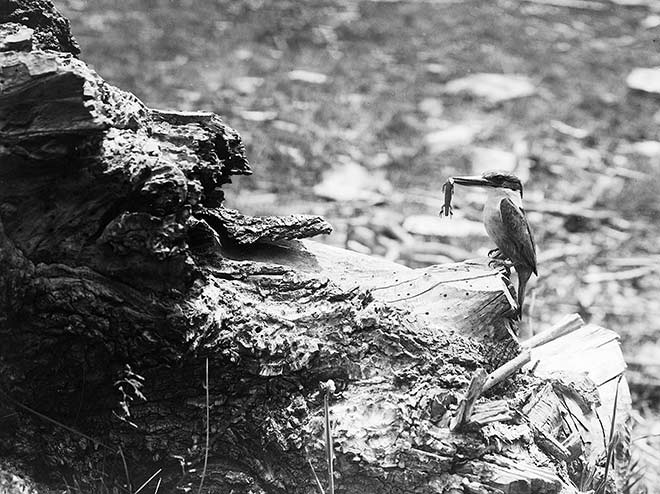 Kingfisher with lizard