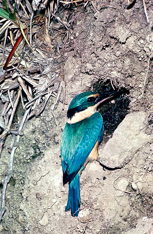 Kingfisher at nest hole
