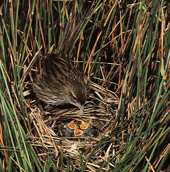 Fernbird with chicks