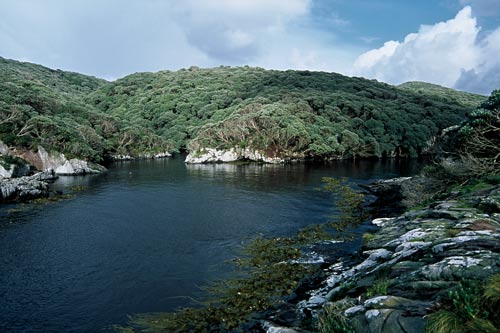 Muttonbird scrub, Snares Island 