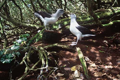 Buller’s albatrosses nesting below <em>Olearia lyallii</em>