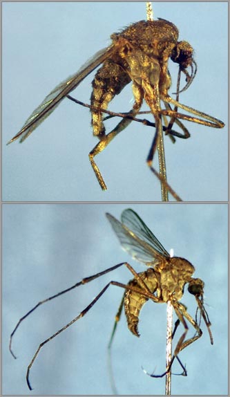 Saltpool mosquito