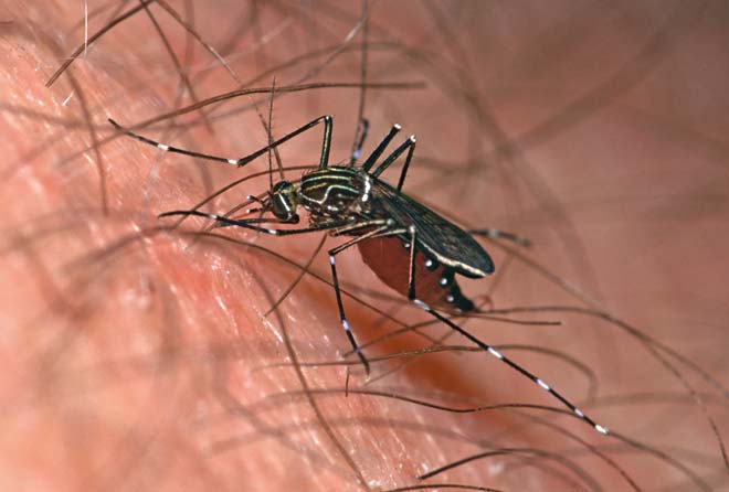 Striped mosquito