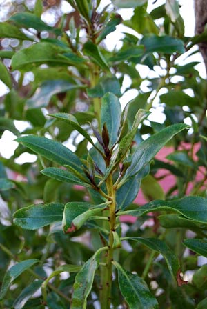 Ngaio leaves