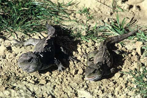 Male and female tuatara